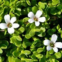 Bacopa Monnieri CogniHoney™ Ingredient