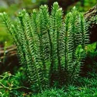 Huperzia Serrata CogniHoney™ Ingredient